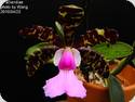 Cattleya aclandiae